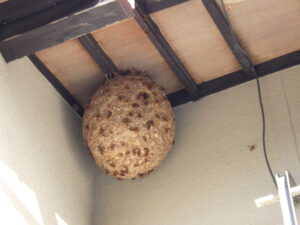 広島市　ハチの巣見分け方！