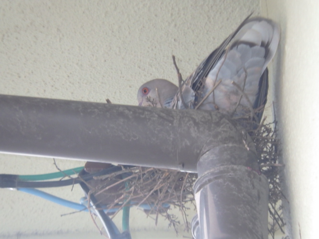 広島県呉市広、家の電線に鳥の巣。