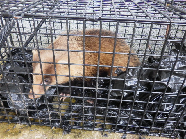 広島県庄原市西城町、田畑を荒らす動物対策。